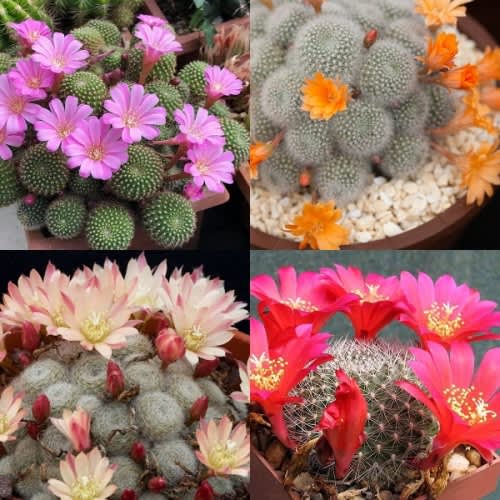 Rebutia mix  - Exotic Cacti / Succulent - 10 Seeds