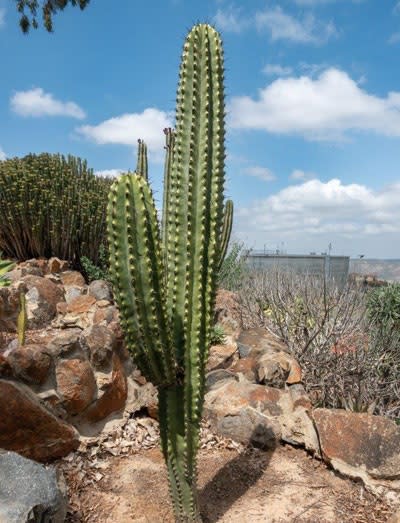 Stenocereus  martinezii - longthorn mix - Exotic Cacti / Succulent - 10 Seeds