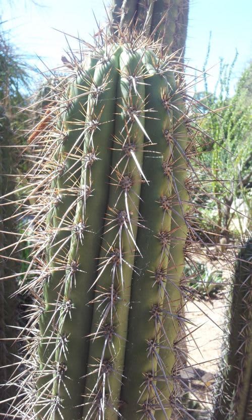 Trichocereus/Echinopsis werdermannianus - Exotic Cacti / Succulent - 10 Seeds