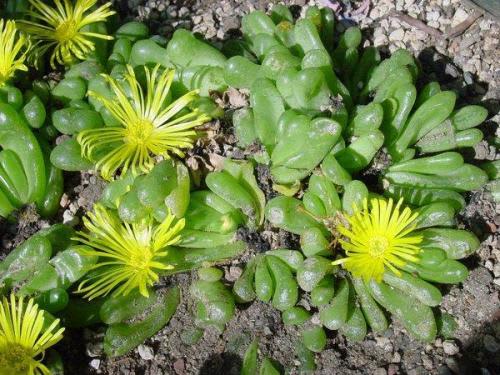Glottiphyllum nellii - Indigenous South African Bulb - 10 Seeds