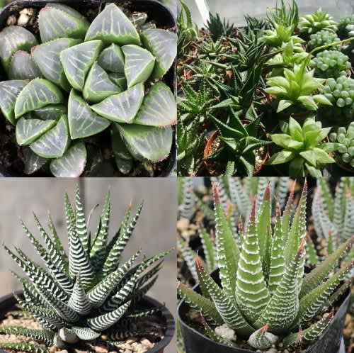 Haworthia  mixed species - Indigenous South African Bulb - 10 Seeds