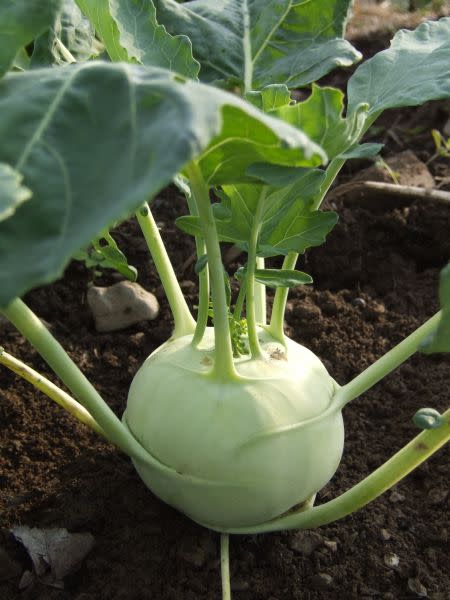 White Lanro Kohlrabi - ORGANIC - Heirloom Vegetable - 10 Seeds