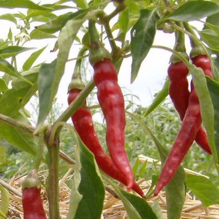 De Cayenne Chilli Pepper - ORGANIC - Heirloom Vegetable - 20 Seeds