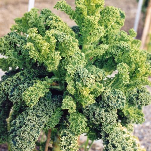 Ostfriesische Palme Kale - ORGANIC - Heirloom Vegetable - 10 Seeds