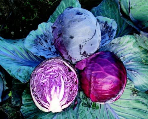 Rodynda Red Cabbage - ORGANIC - Heirloom Vegetable - 10 Seeds