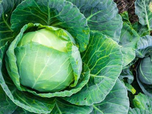 Waedenswiler Weisskohl Cabbage - ORGANIC - Heirloom Vegetable - 10 Seeds