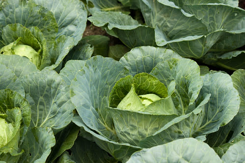 Dotterfelder Weisskohl Cabbage - ORGANIC - Heirloom Vegetable - 10 Seeds