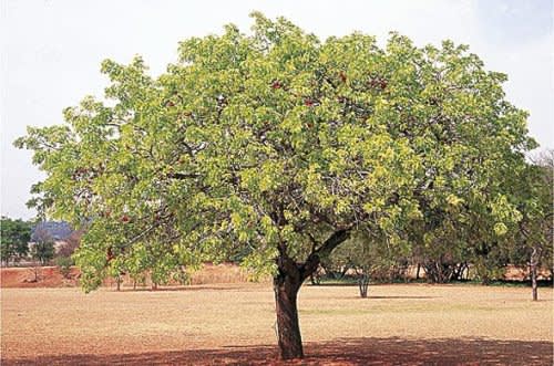 Schotia brachypetala / Huilboerboon Tree - Indigenous Tree - 10 Seeds