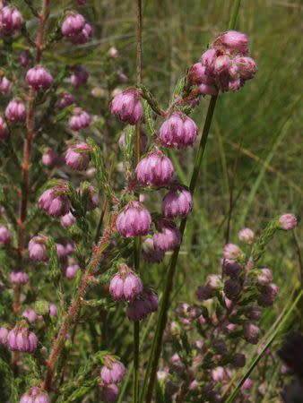 Erica cooperi - Indigenous South African Heath Shrub -  10 seeds