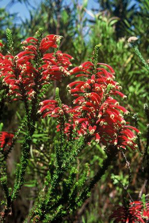 Erica densifolia - Indigenous South African Heath Shrub -  10 seeds