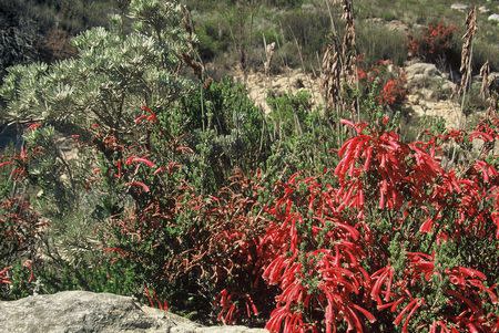 Erica discolor ssp discolor - Indigenous South African Heath Shrub -  10 seeds