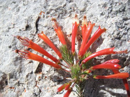 Erica grandiflora - Indigenous South African Heath Shrub -  10 seeds