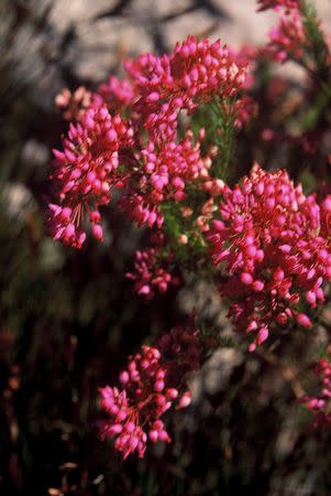 Erica inflata - Indigenous South African Heath Shrub -  10 seeds