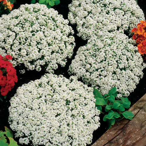 Alyssum Snow Crystals - Annual flower seeds - 25 seeds