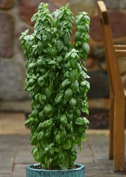 Basil Everleaf Emerald Tower - All season highly productive basil - 10 seeds