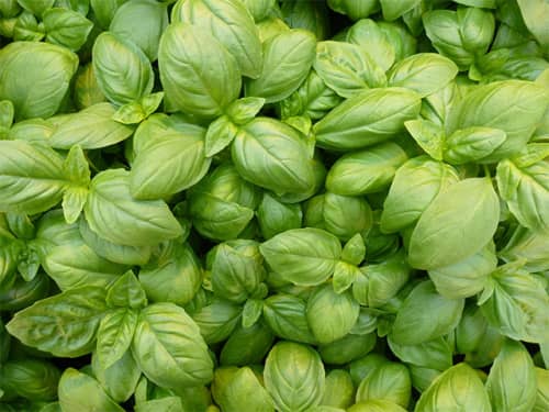 Basil Eleonora - Delicious fast growing basil - 50 seeds