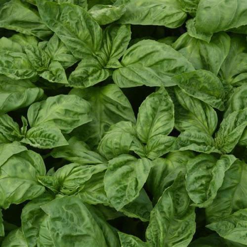 Basil Newton - An improved flavour disease resistant basil - 50 seeds