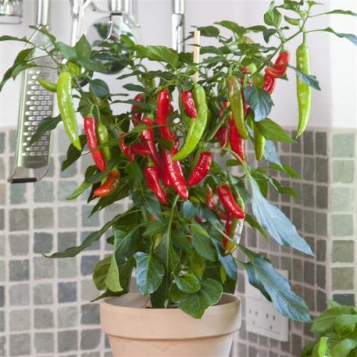 Pot Chilli Pepper Capsicum  Fajita -  Patio, container chilli pepper - 5 seeds