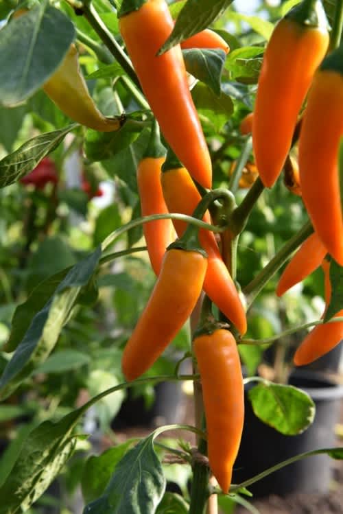 Pot Chilli Pepper Capsicum  Carrot -  Patio, container chilli pepper - 5 seeds