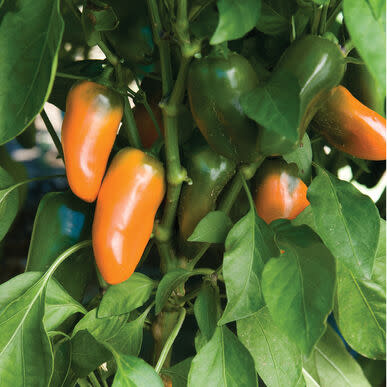 Pot Pepper Capsicum  Snack  Orange - Container patio sweet bell snacking pepper - 5 seeds
