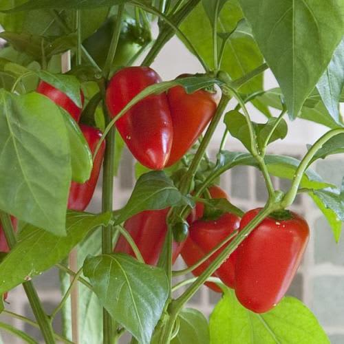 Pot Pepper Capsicum  Snack  Red - Container patio sweet bell snacking pepper - 5 seeds