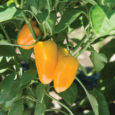Pot Pepper Capsicum  Snack  Yellow - Container patio sweet bell snacking pepper - 5 seeds