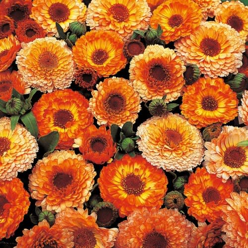 Calendula Sunset Mix - Beautiful annual flower mix - 25 seeds