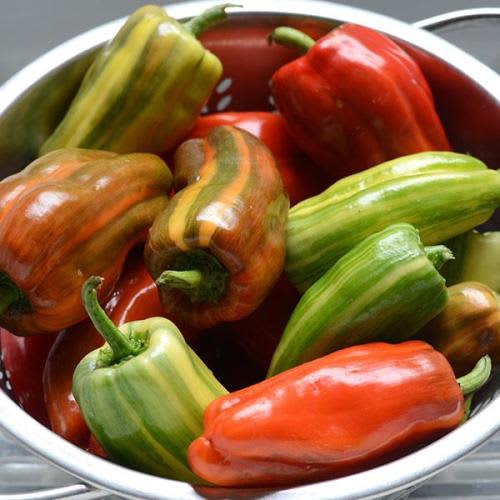 Candy Cane Red Chilli Pepper Capsicum - Patio, container chilli pepper - 5 seeds