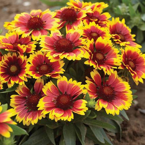 Gaillardia Arizona Sun - Beautiful deep summer sunset colours. - 5 seeds