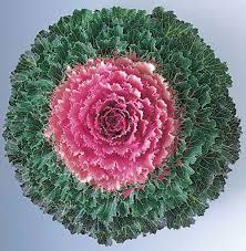Kale Songbird Pink - Stunning ornamental feature kale plant. - 10 seeds