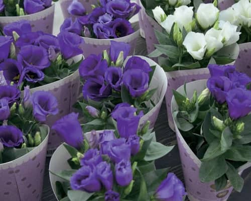 Lisianthus Pot F1 Flower Seeds - Carmen Blue - Feature flowers particularly suited to potting - 10 seeds