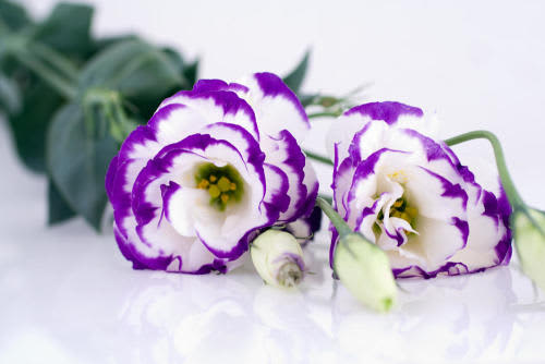 Lisianthus Pot F1 Flower Seeds - Carmen Blue Rim - Feature flowers particularly suited to potting - 10 seeds