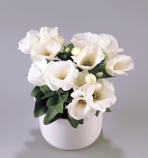 Lisianthus Pot F1 Flower Seeds - Carmen Ivory - Feature flowers particularly suited to potting - 10 seeds
