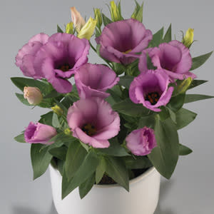 Lisianthus Pot F1 Flower Seeds - Carmen Lilac - Feature flowers particularly suited to potting - 10 seeds
