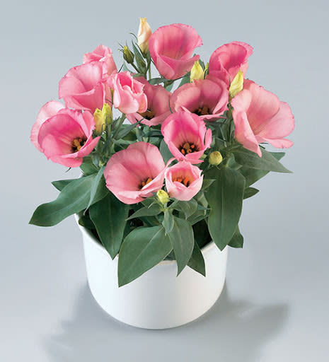 Lisianthus Pot F1 Flower Seeds - Carmen Rose - Feature flowers particularly suited to potting - 10 seeds