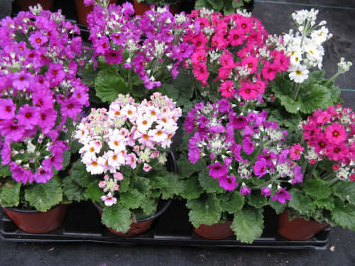 Primula malacoides Mix - Summer bedding plants - 25 seeds