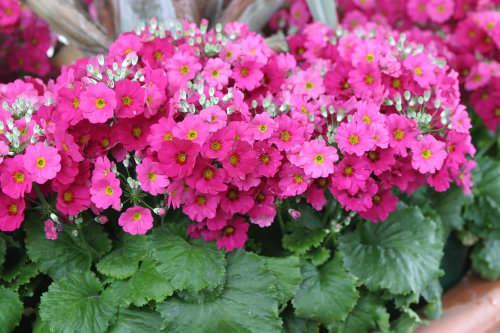 Primula malacoides Pink Shades - Summer bedding plants - 25 seeds