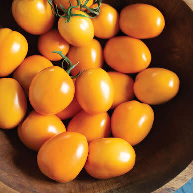 Tomato Sunrise Sauce - Patio, container orange roma style tomato - 5 seeds