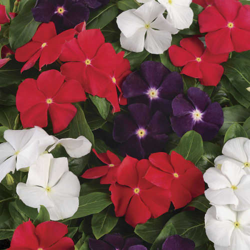 Vinca Jams 'n Jellies American Pie Mix - A patriotic USA Mix of Vinca. Stunning Contrast - 10 seeds