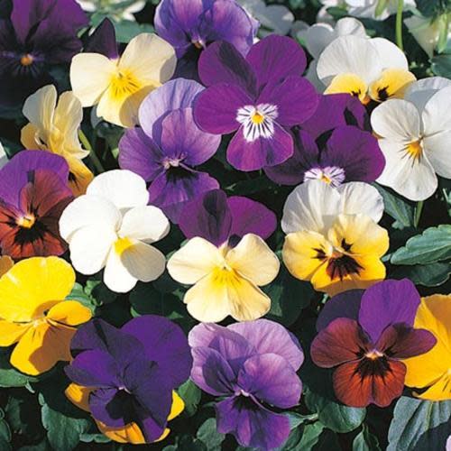 Viola Large Scotch Hybrid Mix - Stunning perennial Viola mix in beautiful colours - 20 seeds