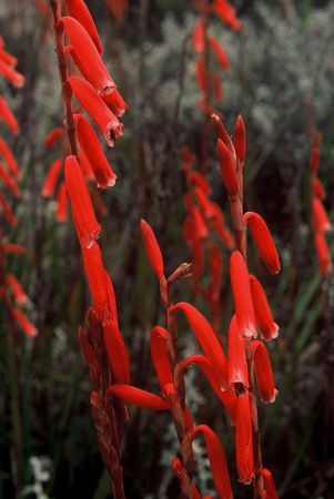 Watsonia Aletroides - Indigenous South African Bulb - 10 Seeds