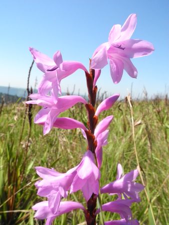 Watsonia Densiflora - Indigenous South African Bulb - 10 Seeds