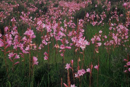 Watsonia Laccata - Indigenous South African Bulb - 10 Seeds