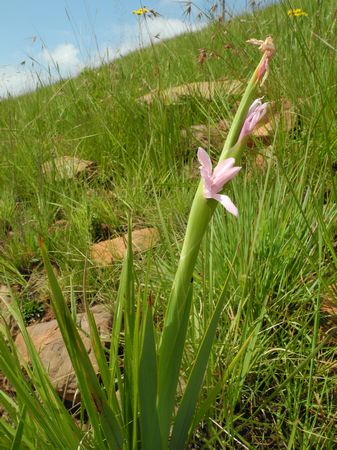 Watsonia Occulta - Indigenous South African Bulb - 10 Seeds