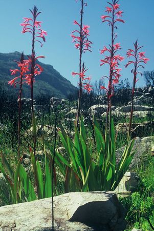 Watsonia Vanderspuyiae - Indigenous South African Bulb - 10 Seeds