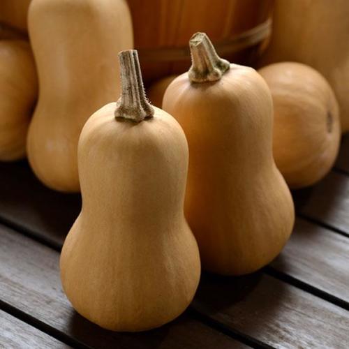 Butterbaby Squash - Mini Butternut - Heirloom Vegetable - 10 Seeds