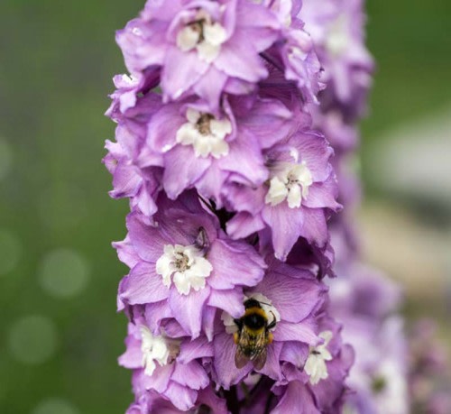 Delphinium Magic Fountains Lavender White Bee Larkspur - Perennial Flower - 10 Seeds