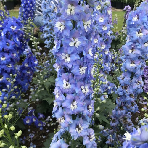 Delphinium Magic Fountains Mid Blue White Bee Larkspur - Perennial Flower - 10 Seeds