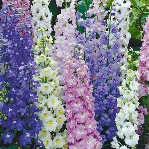 Delphinium Magic Fountains Mix Larkspur - Perennial Flower - 10 Seeds