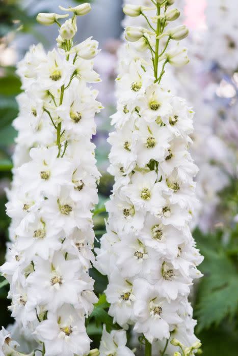 Delphinium Magic Fountains Pure White Larkspur - Perennial Flower - 10 Seeds
